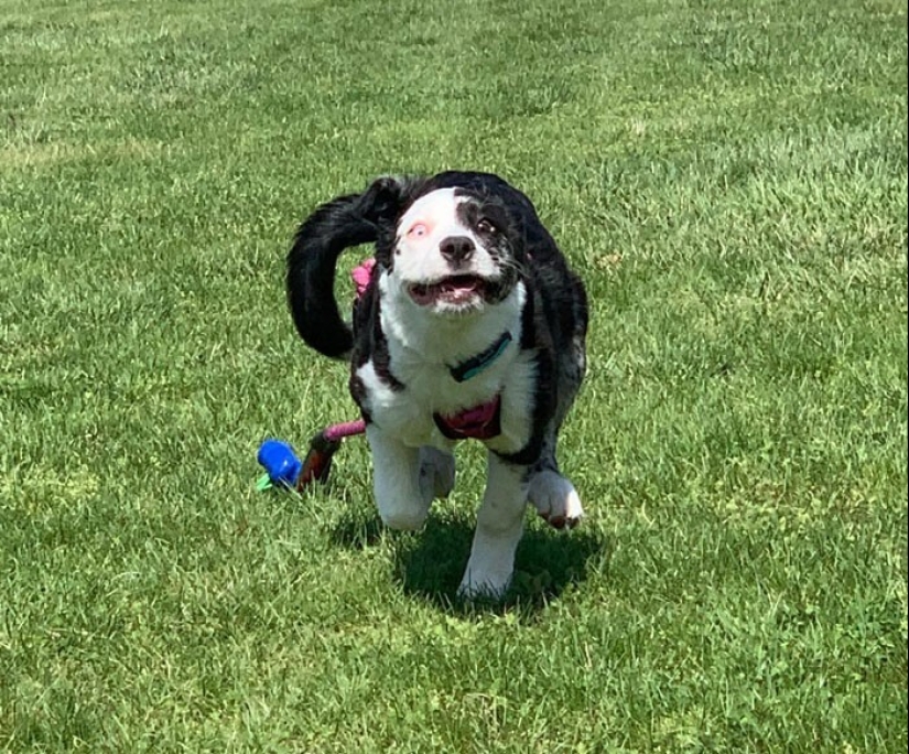 20 + funny photos of dogs with which something clearly went wrong