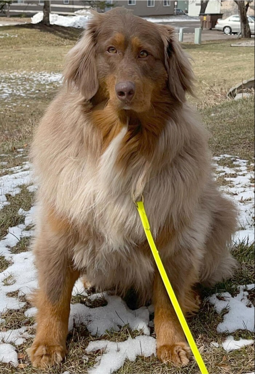 20 + funny photos of dogs with which something clearly went wrong