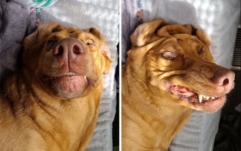 20 + funny photos of dogs with which something clearly went wrong