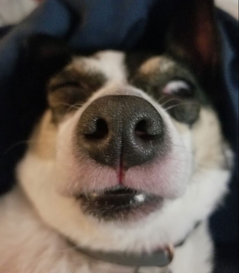 20 + funny photos of dogs with which something clearly went wrong