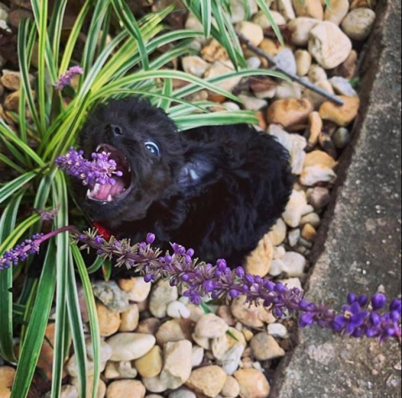 20 + funny photos of dogs with which something clearly went wrong