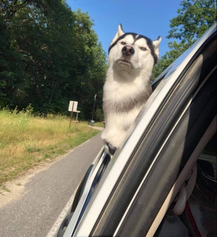 20 + funny photos of dogs with which something clearly went wrong