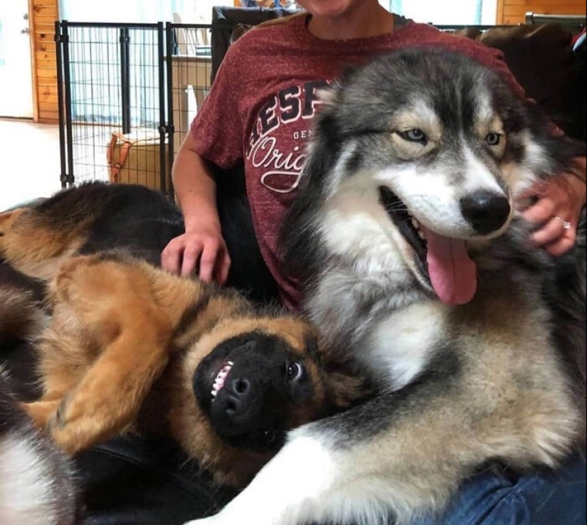 20 + funny photos of dogs with which something clearly went wrong
