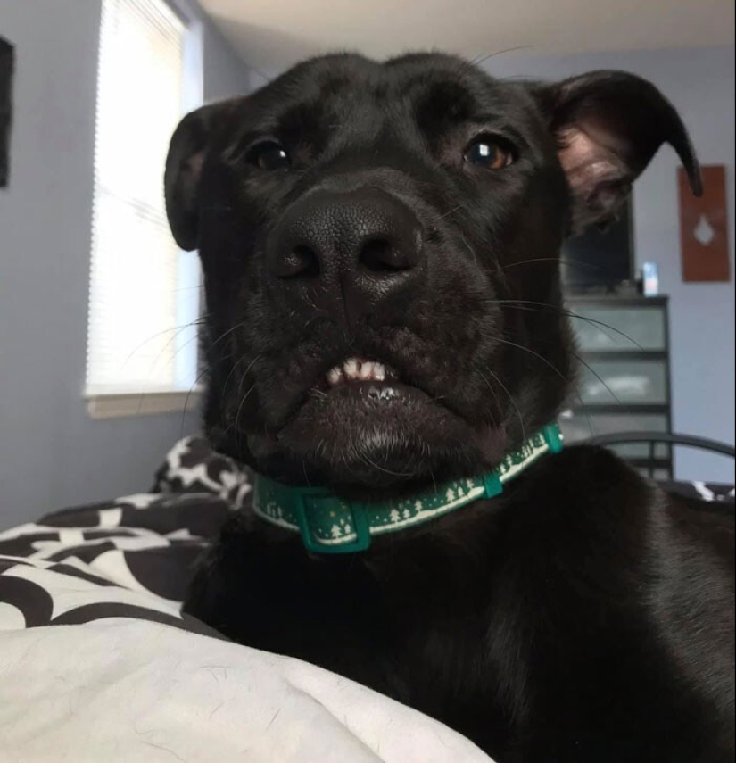 20 + funny photos of dogs with which something clearly went wrong