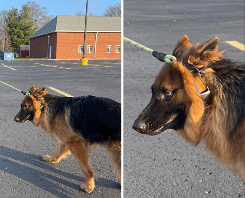 20 + funny photos of dogs with which something clearly went wrong