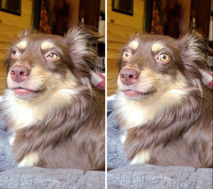 20 + funny photos of dogs with which something clearly went wrong