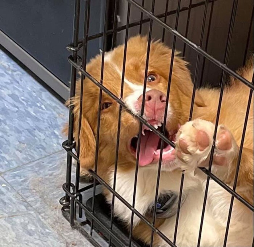 20 + funny photos of dogs with which something clearly went wrong