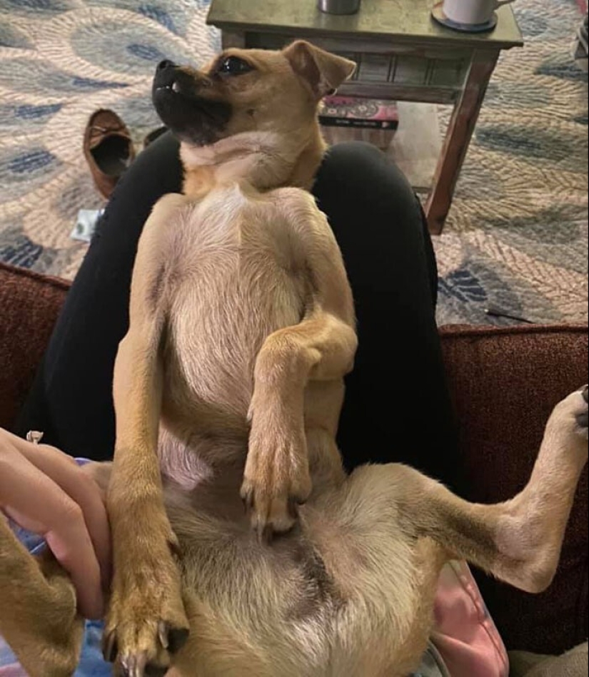 20 + funny photos of dogs with which something clearly went wrong