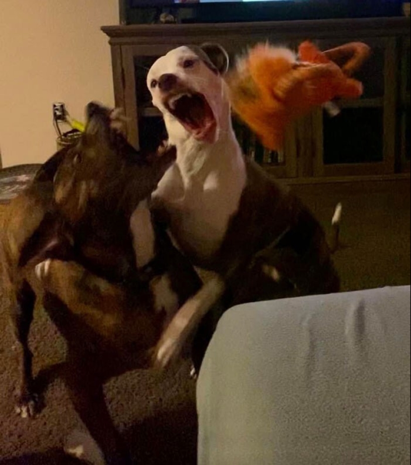 20 + funny photos of dogs with which something clearly went wrong