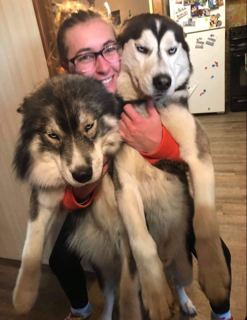 20 + funny photos of dogs with which something clearly went wrong