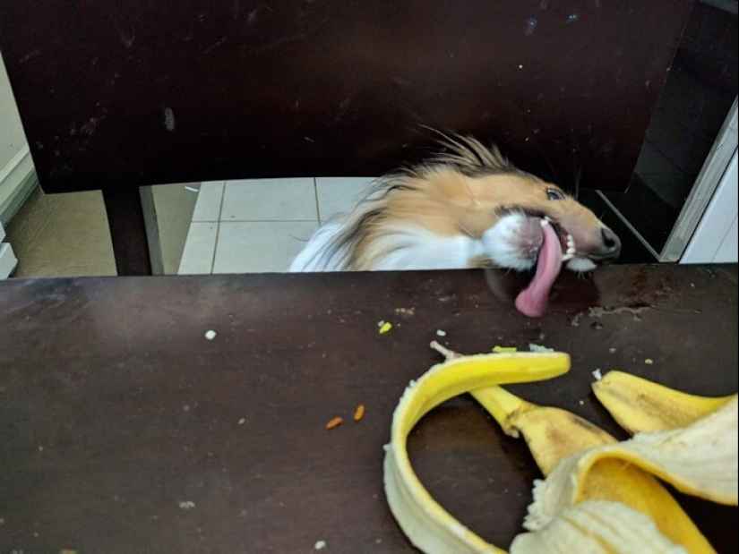 20 + funny photos of dogs with which something clearly went wrong