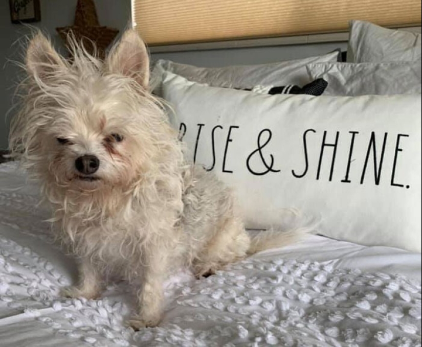 20 + funny photos of dogs with which something clearly went wrong