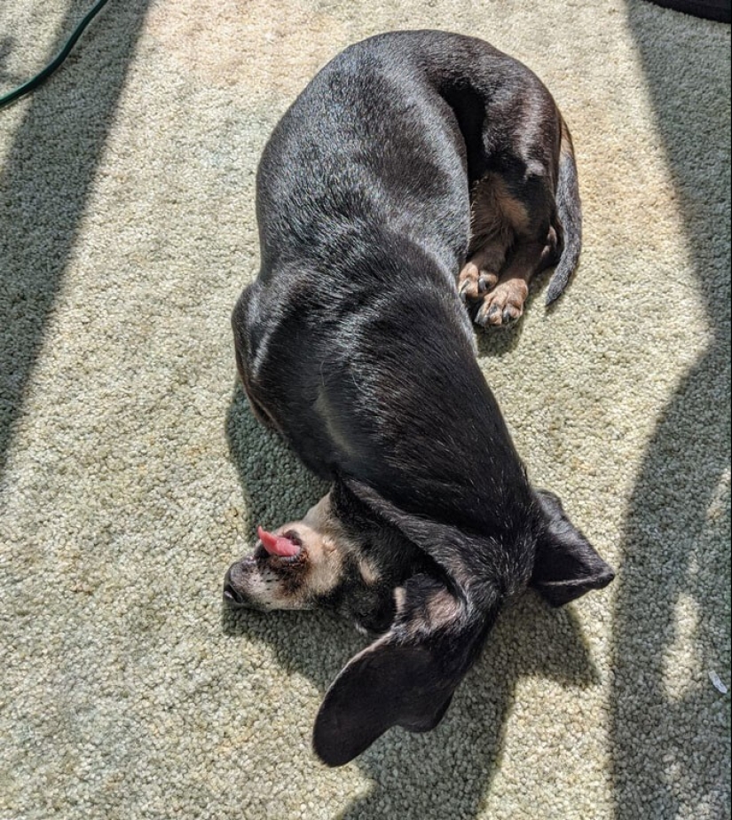 20 + funny photos of dogs with which something clearly went wrong