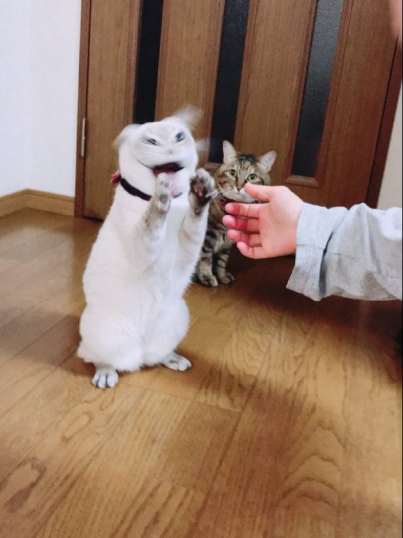 20 funny photos taken at the perfect moment