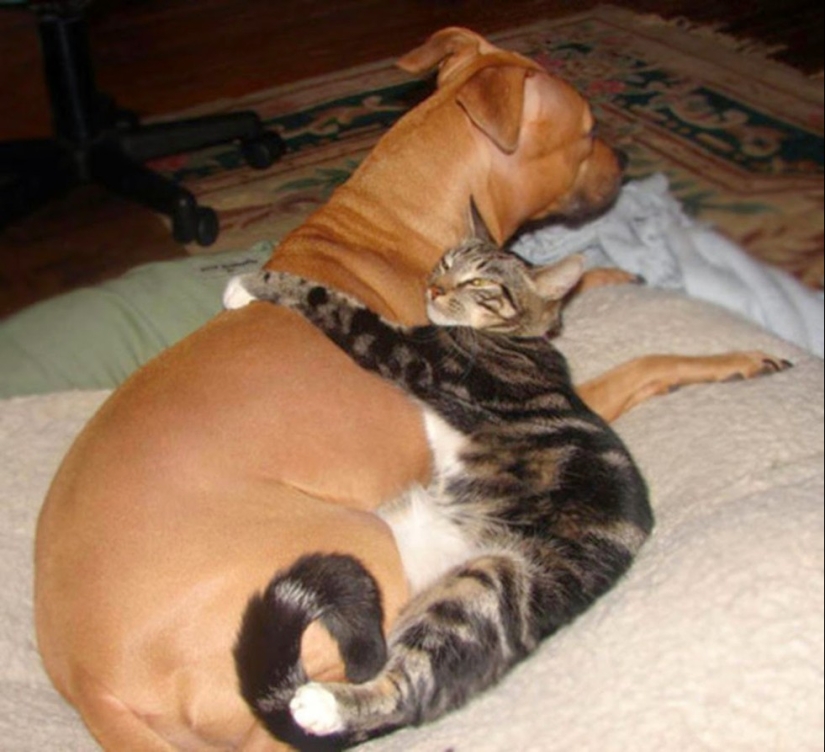 20 gatos que están enamorados de los perros