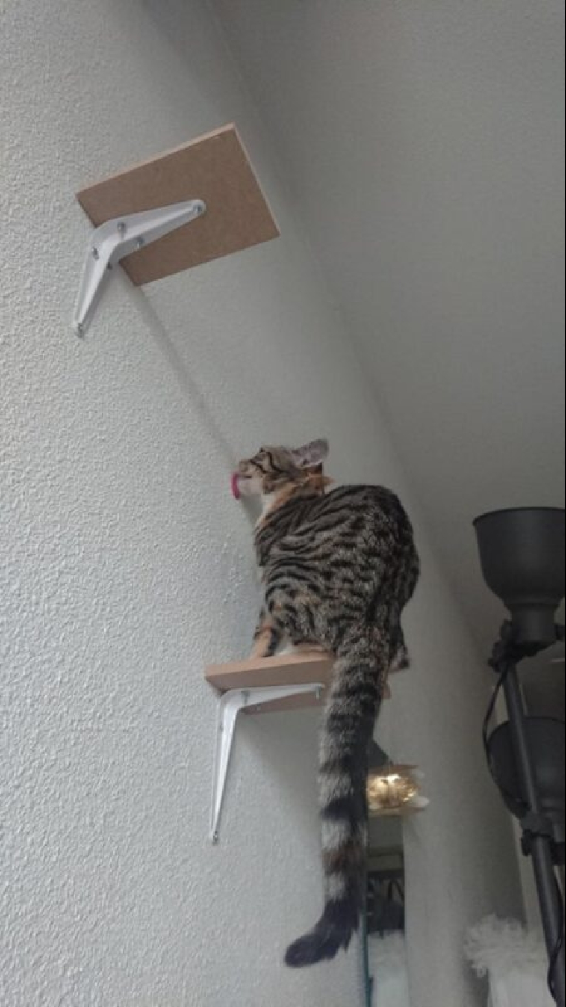 20 gatos que finalmente se descompusieron o fueron bombeados a un nuevo nivel