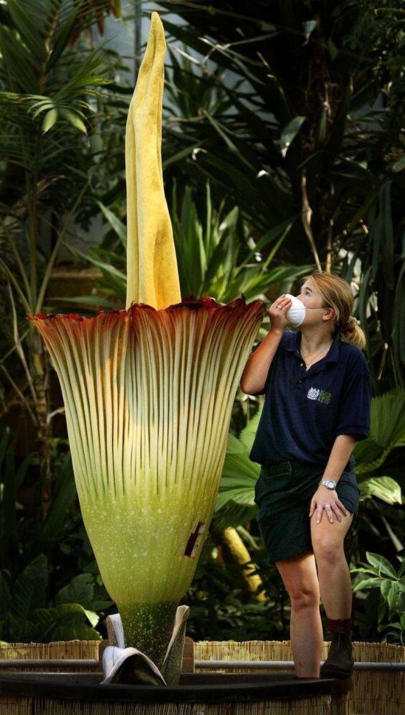 20 gigantescos objetos naturales que te sorprenderán