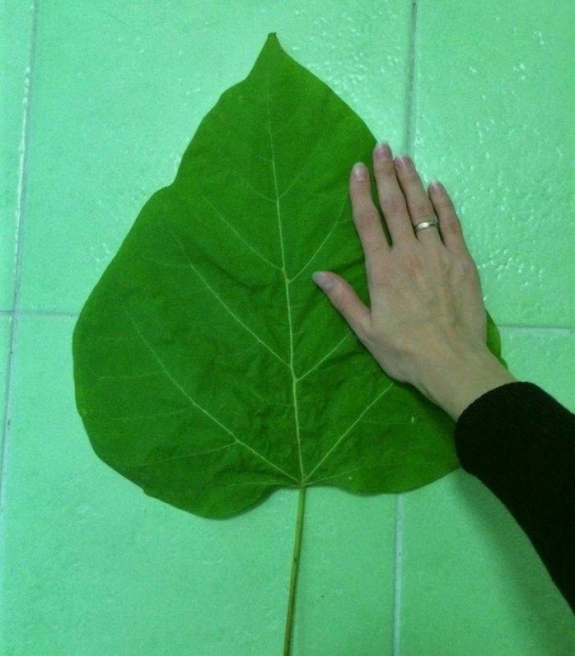 20 grandes cosas, para estimar el tamaño de lo que puede ser comparado con sólo