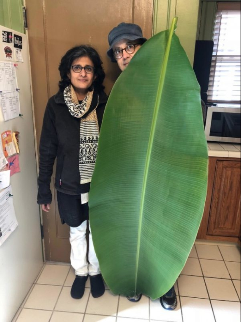 20 grandes cosas, para estimar el tamaño de lo que puede ser comparado con sólo