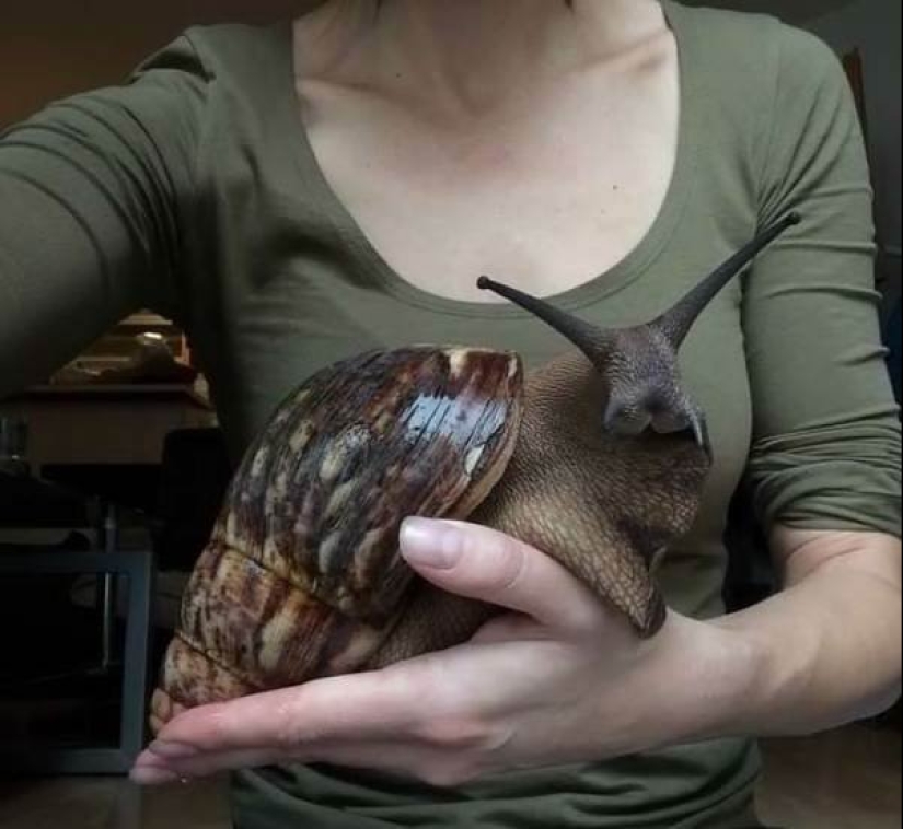 20 grandes cosas, para estimar el tamaño de lo que puede ser comparado con sólo