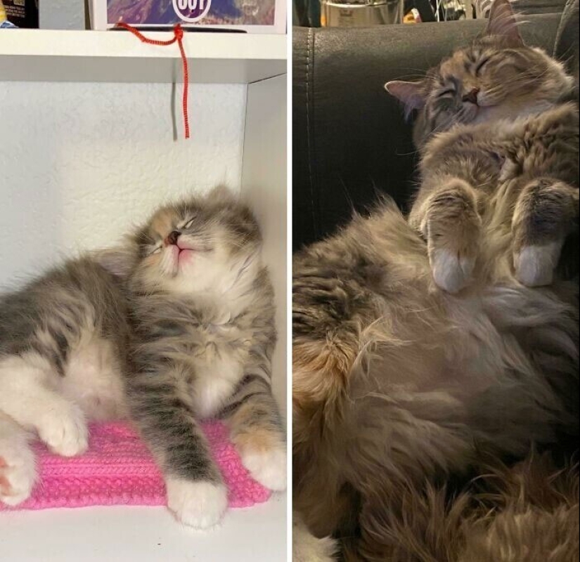 20+ heart touching pictures about how to quickly grow our favorite koteyki