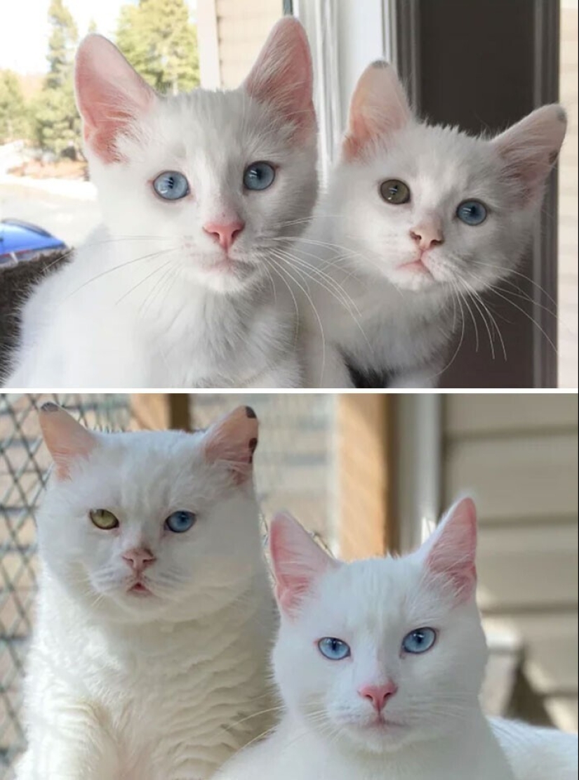 20+ heart touching pictures about how to quickly grow our favorite koteyki