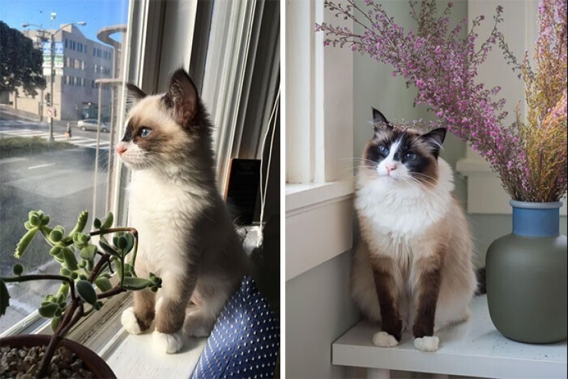 20+ heart touching pictures about how to quickly grow our favorite koteyki