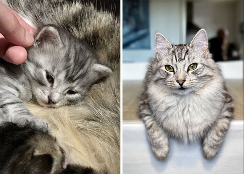 20+ heart touching pictures about how to quickly grow our favorite koteyki