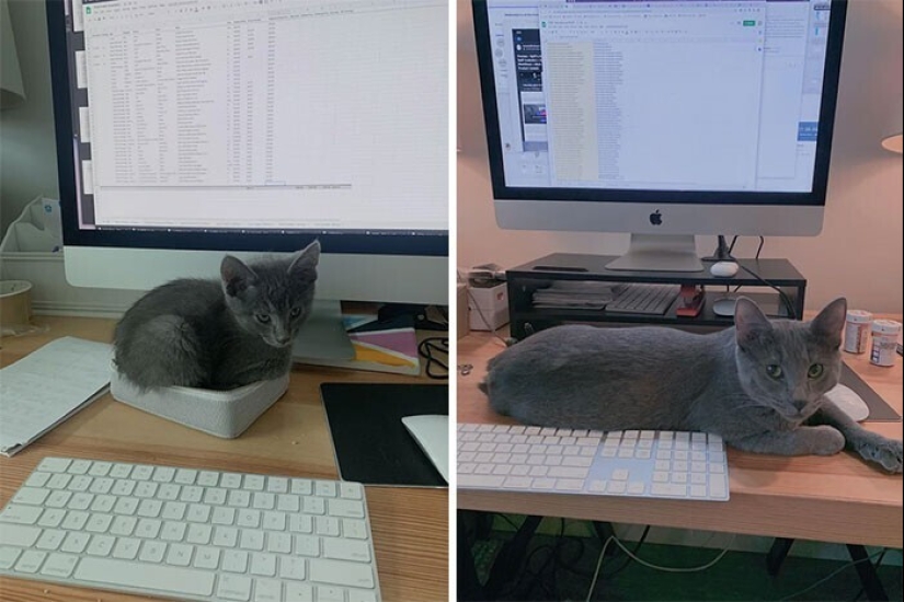 20+ heart touching pictures about how to quickly grow our favorite koteyki