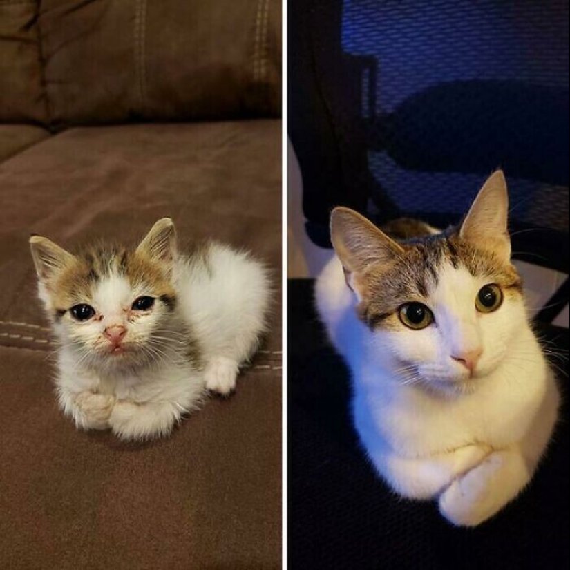 20+ heart touching pictures about how to quickly grow our favorite koteyki