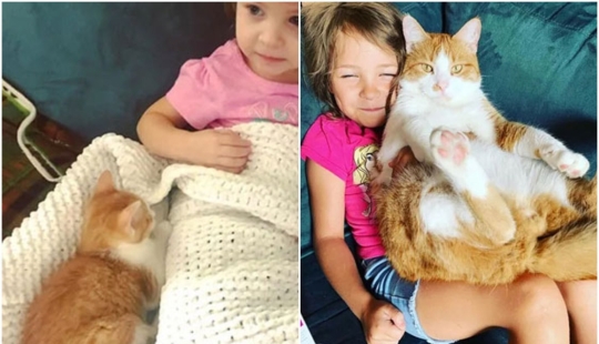 20+ heart touching pictures about how to quickly grow our favorite koteyki