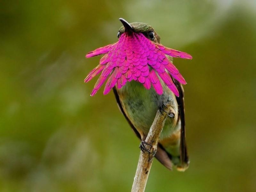 20 hummingbirds close-up - amazing beauty of tiny birds
