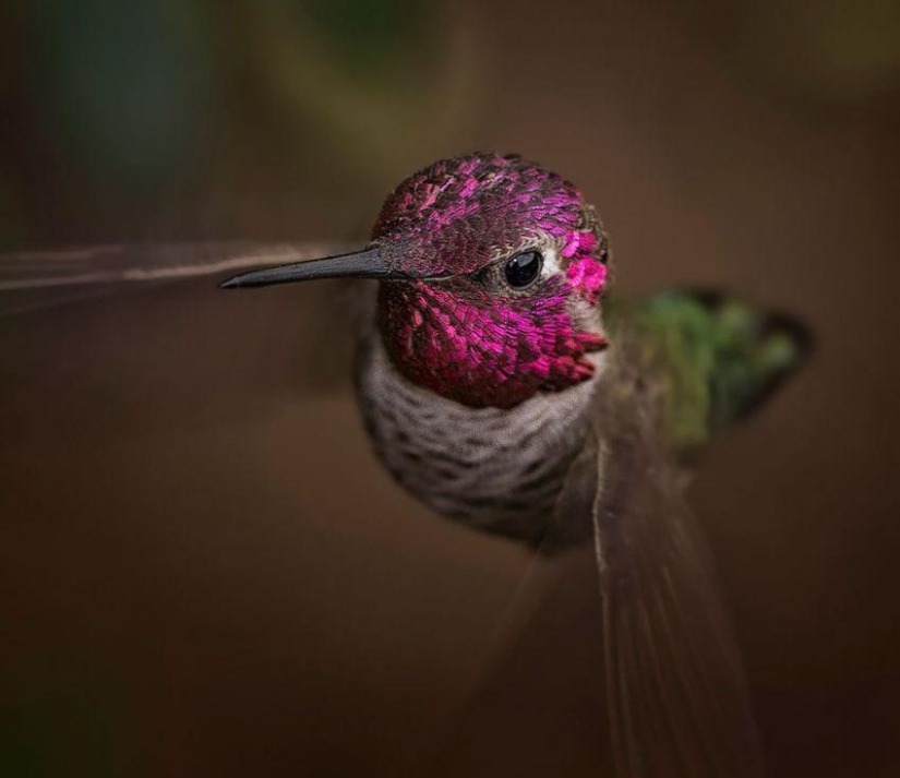 20 hummingbirds close-up - amazing beauty of tiny birds