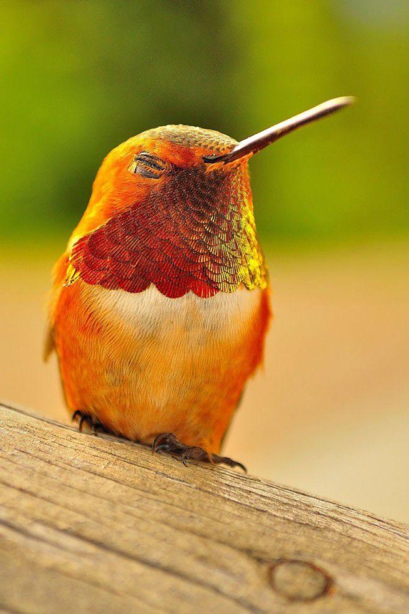 20 hummingbirds close-up - amazing beauty of tiny birds