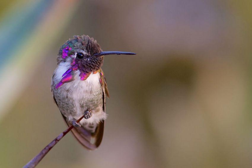 20 hummingbirds close-up - amazing beauty of tiny birds