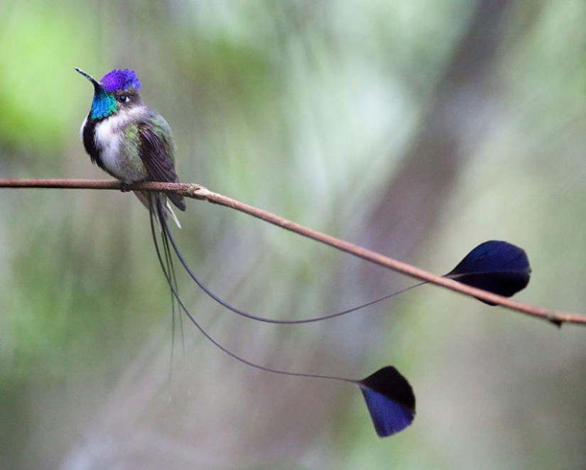 20 hummingbirds close-up - amazing beauty of tiny birds
