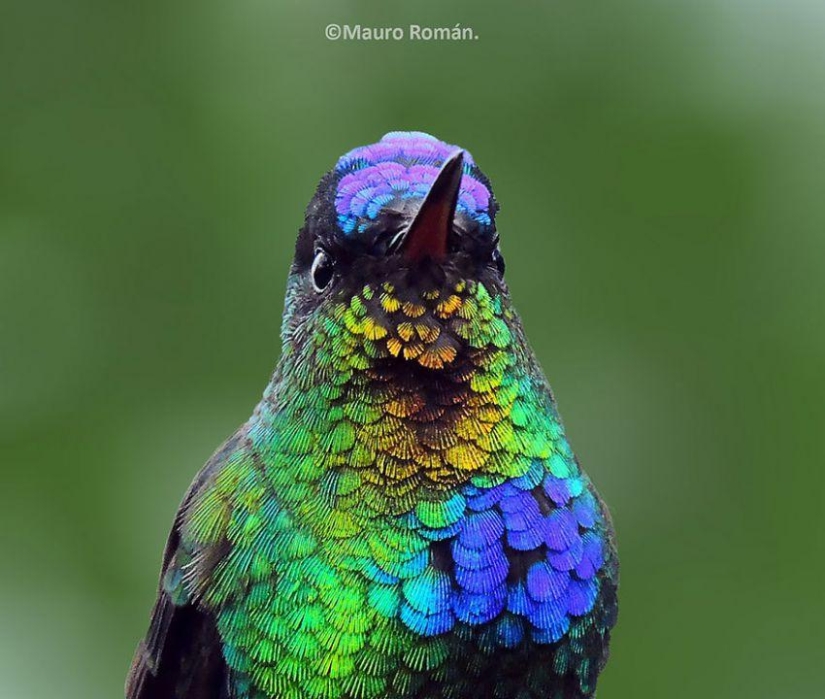 20 hummingbirds close-up - amazing beauty of tiny birds