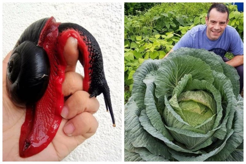 20 imágenes que se ven como photoshop, pero en realidad son reales 20 imágenes que se ven como photoshop, pero en realidad son reales