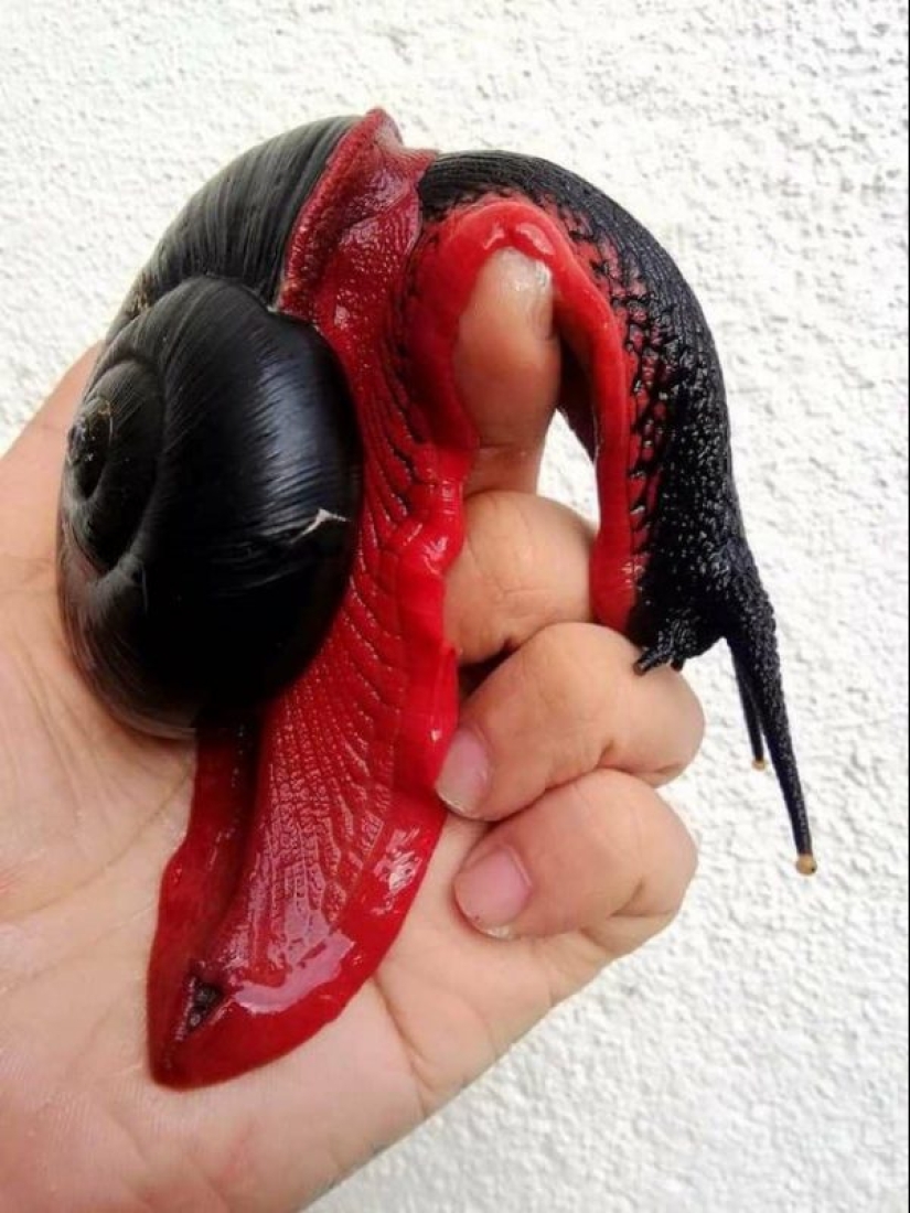 20 imágenes que se ven como photoshop, pero en realidad son reales 20 imágenes que se ven como photoshop, pero en realidad son reales