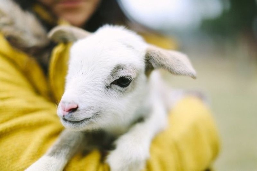 20 imita animales bebés que calentarán tu alma en este día frío 20 imita animales bebés que calentarán tu alma en este día frío