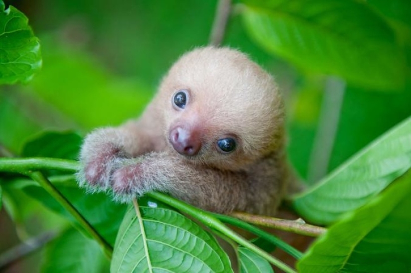 20 imita animales bebés que calentarán tu alma en este día frío 20 imita animales bebés que calentarán tu alma en este día frío
