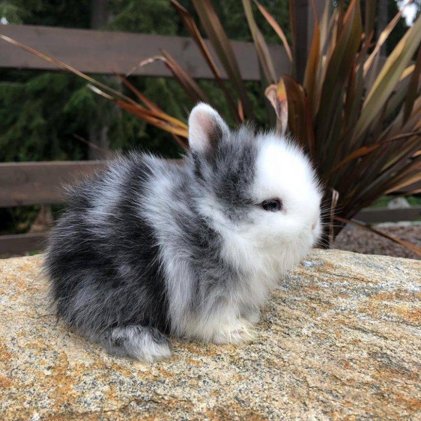 20 imita animales bebés que calentarán tu alma en este día frío 20 imita animales bebés que calentarán tu alma en este día frío