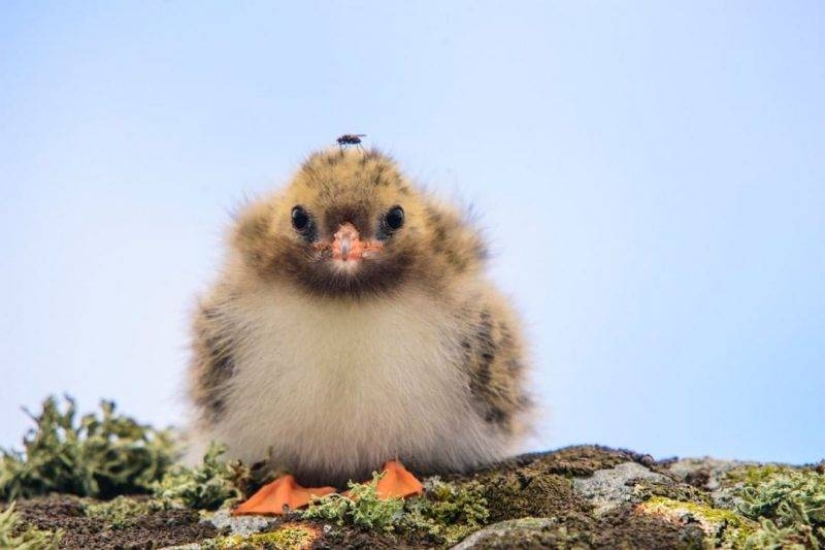 20 imita animales bebés que calentarán tu alma en este día frío 20 imita animales bebés que calentarán tu alma en este día frío