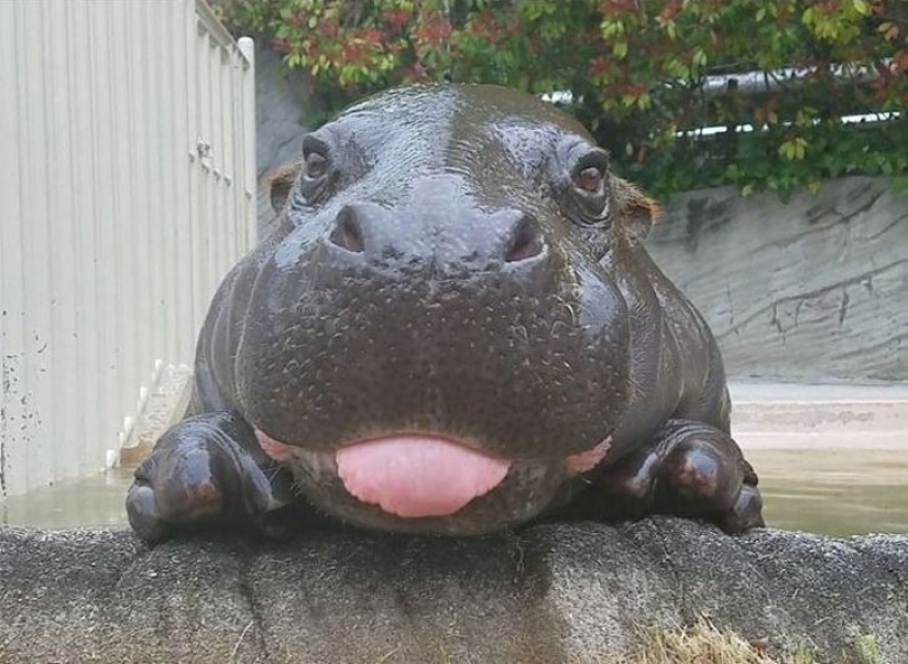 20 imita animales bebés que calentarán tu alma en este día frío 20 imita animales bebés que calentarán tu alma en este día frío