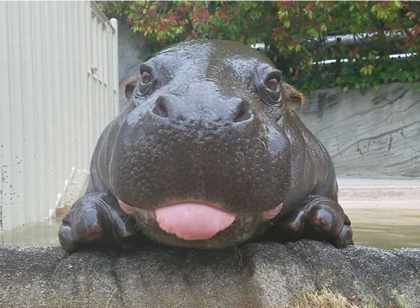 20 imita animales bebés que calentarán tu alma en este día frío 20 imita animales bebés que calentarán tu alma en este día frío