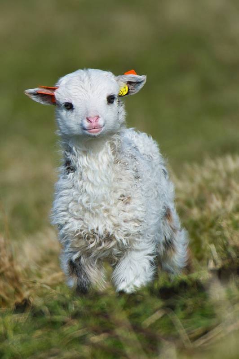 20 imita animales bebés que calentarán tu alma en este día frío 20 imita animales bebés que calentarán tu alma en este día frío