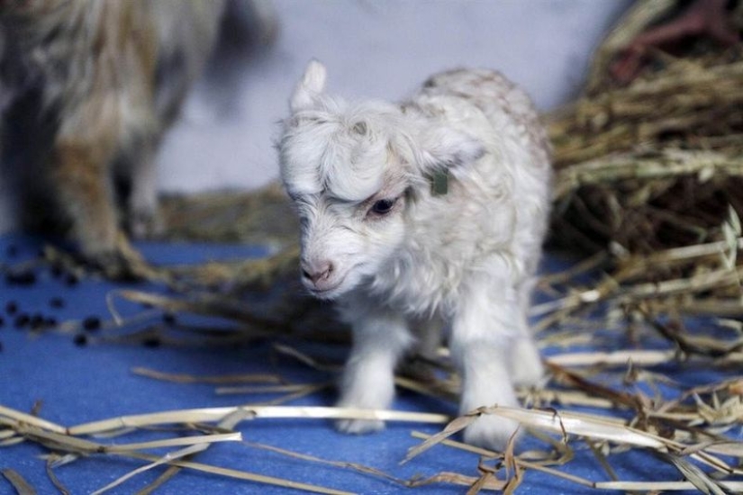 20 imita animales bebés que calentarán tu alma en este día frío 20 imita animales bebés que calentarán tu alma en este día frío
