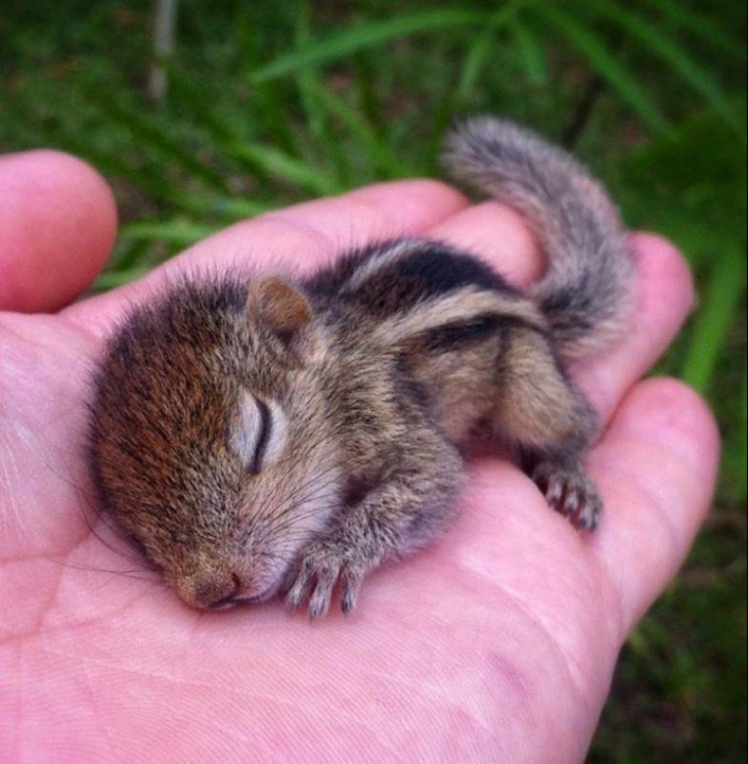20 imita animales bebés que calentarán tu alma en este día frío 20 imita animales bebés que calentarán tu alma en este día frío