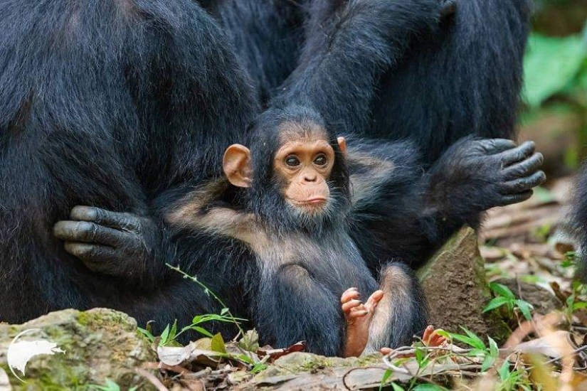 20 imita animales bebés que calentarán tu alma en este día frío 20 imita animales bebés que calentarán tu alma en este día frío