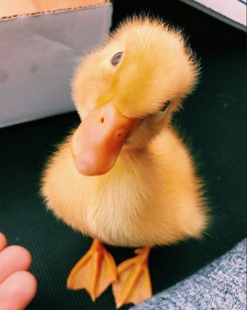 20 imita animales bebés que calentarán tu alma en este día frío 20 imita animales bebés que calentarán tu alma en este día frío